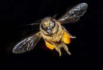 BEE-HIGH-SPEED-FLASH