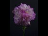 06_Carlo Vuolo_Pink carnation