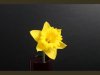 11-John Jones_Daffodil