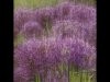 13_Val Thomas_Purple haze of alliums_Highly commended