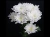 14_Stephen Knight_White Chrysanthemum_Third place