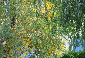 paul-jones-cccweb_pauljones_WhoNeedsMonet