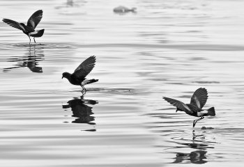 paul-jones-cccweb_pauljones_WilsonPetrels