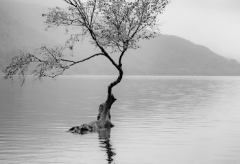 stephen-chapman-cccweb_stephenchapman_1lonetree