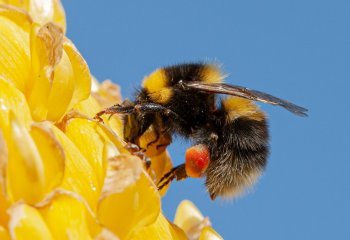 stephen-chapman-cccweb_stephenchapman_7pineapplebee