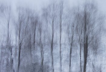 Val-Thomas-cccweb_valthomas_Ethereal-trees