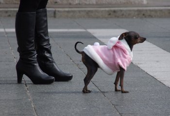 Val-Thomas-cccweb_valthomas_Pampered-pooch-in-pink